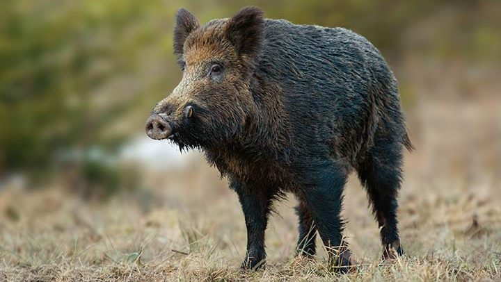 wildschwein_l